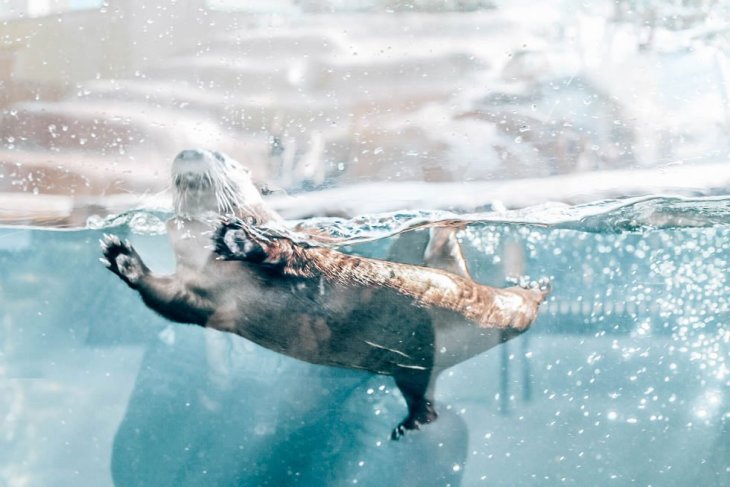 sea otter at mote marine