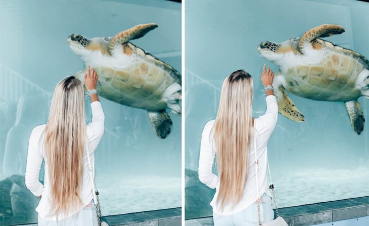 think gypsy with sea turtle at mote marine